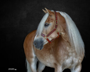 Equine-Assisted Psychotherapy Palatine, IL