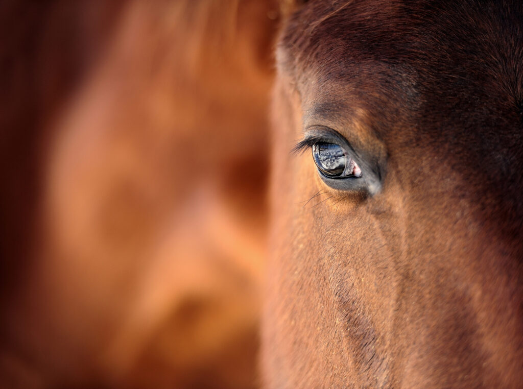 Equine Therapy Boosts Kids’ Mental Health